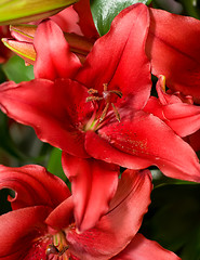 Image showing Close-up of red Lily from Keukenhof park