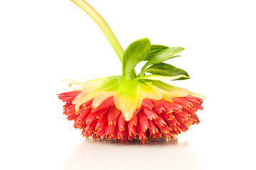 Image showing Red dahlia flower over white