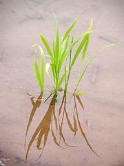 Image showing New rice plant