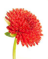 Image showing Beautiful red dahlia flower bud