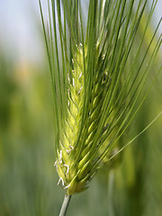 Image showing Rice ear
