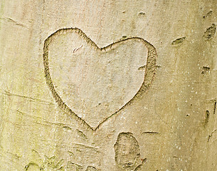 Image showing Heart shape on tree bark