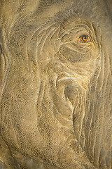 Image showing elephant