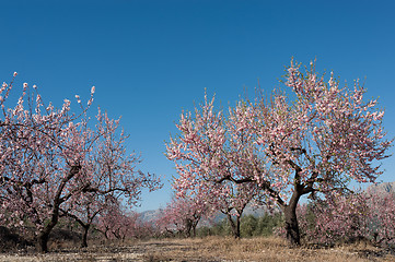 Image showing Almond tree blossom