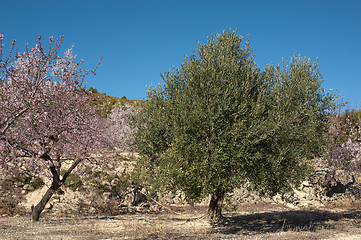 Image showing Mediterranean agriculture