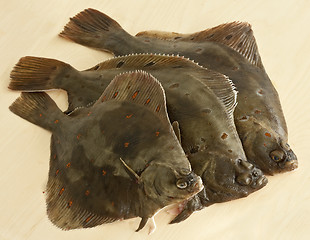 Image showing European plaice