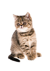 Image showing kitten