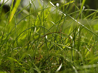 Image showing grass detail