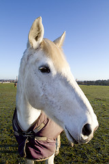 Image showing white horse looking at the camera