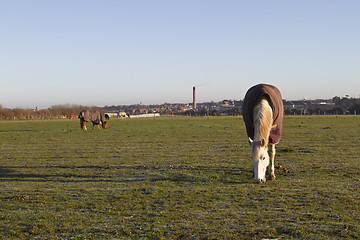 Image showing white horse eating early morning