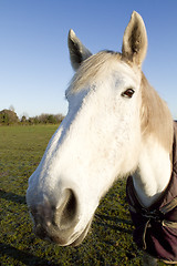 Image showing white horse looking at the camera