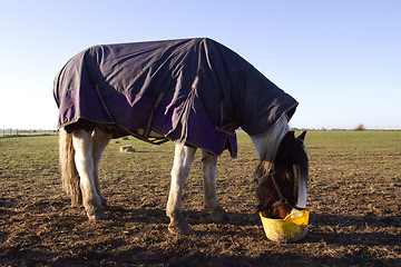 Image showing white horse eating early morning