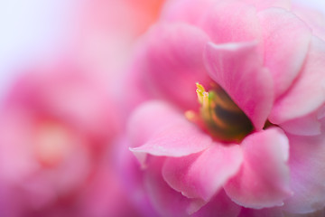 Image showing Pink Flowers Of Kalanchoe   Macro shutter with soft Focus 