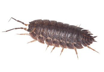 Image showing Wood louse