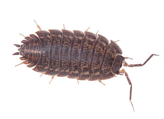 Image showing Brown wood louse isolated on white background