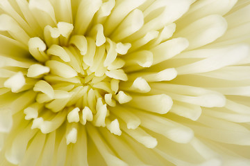 Image showing White aster flower close-up - background