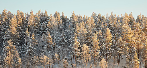 Image showing Horizon covered winter forest