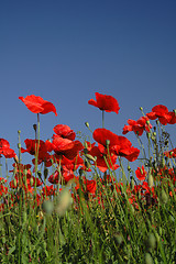 Image showing red poppy flowers field and blue sky