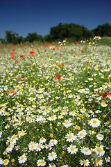 Image showing white flowers field and nice blue sky 