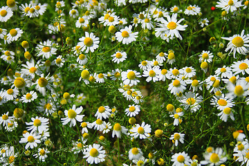 Image showing white fowers field as very nice natural background