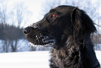 Image showing Flatcoated Retriever