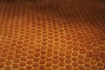 Image showing empty honey background