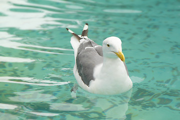 Image showing A seagull