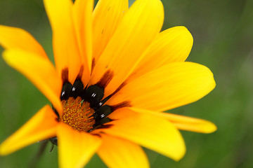 Image showing Yellow flower