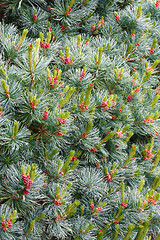 Image showing Pine with Cones