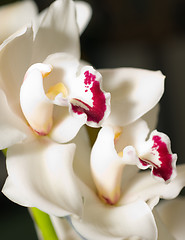 Image showing cymbidium orchid flower in Keukenhof