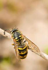 Image showing Close-up of large wasp on thin branch