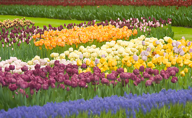 Image showing Colorful Dutch tulips in Keukenhof park