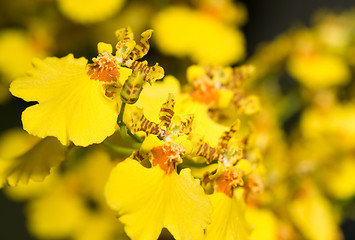 Image showing Oncidium orchid flower