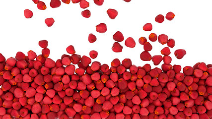 Image showing Red apples falling down isolated 