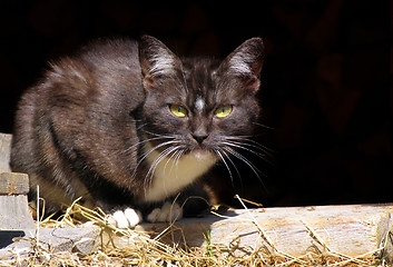 Image showing Stray Cat 1