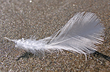 Image showing Feather