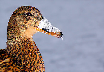Image showing Frozen Duck
