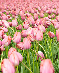 Image showing Dutch pink tulips in Keukenhof
