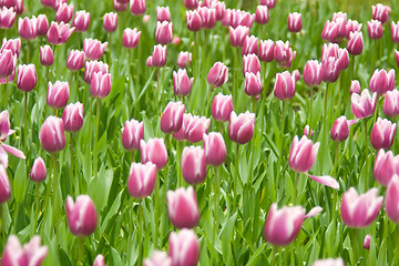 Image showing Dutch tulips in Keukenhof park