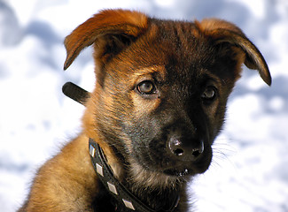 Image showing German Shepherd Puppy