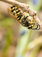 Image showing Upside-down wasp on branch