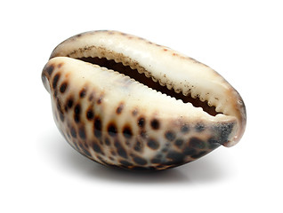 Image showing bizarre sea shell close-up