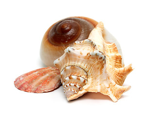 Image showing group of seashells