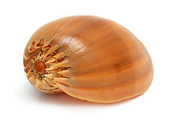 Image showing spiral sea shell close-up