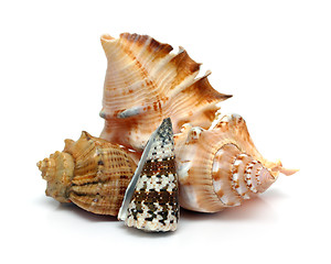 Image showing group of seashells