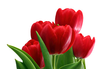 Image showing bouquet of red tulips close-up