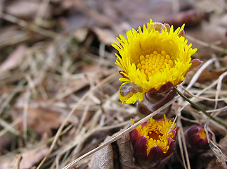 Image showing Coltsfoot 1