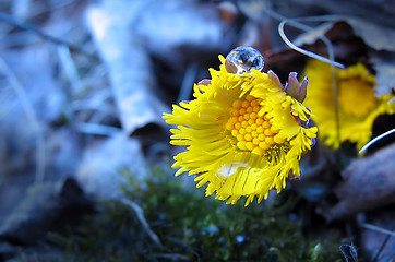 Image showing Coltsfoot 6