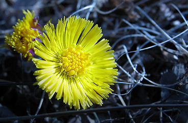 Image showing Coltsfoot 4