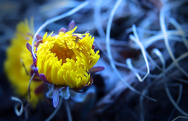 Image showing Coltsfoot 3